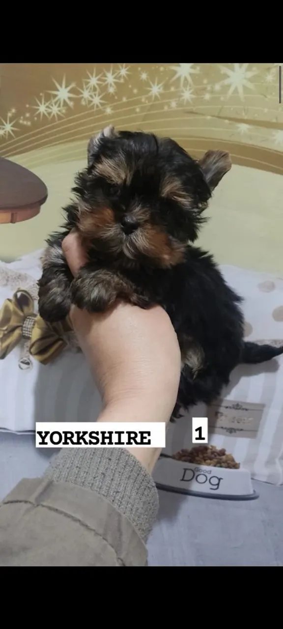 Yorkshire Terrier mini
