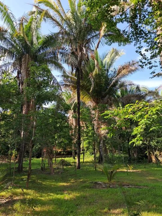 Baixou! Oportunidade! Sítio com riacho natural, casa nova, piscina e pomar - Foto 3