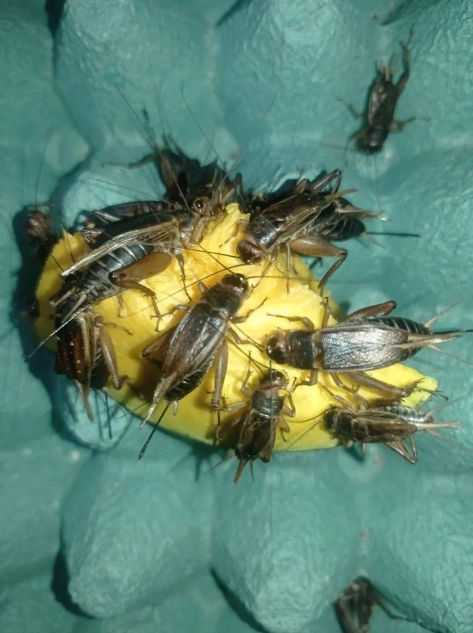 racao para tenebrio - Foto 4