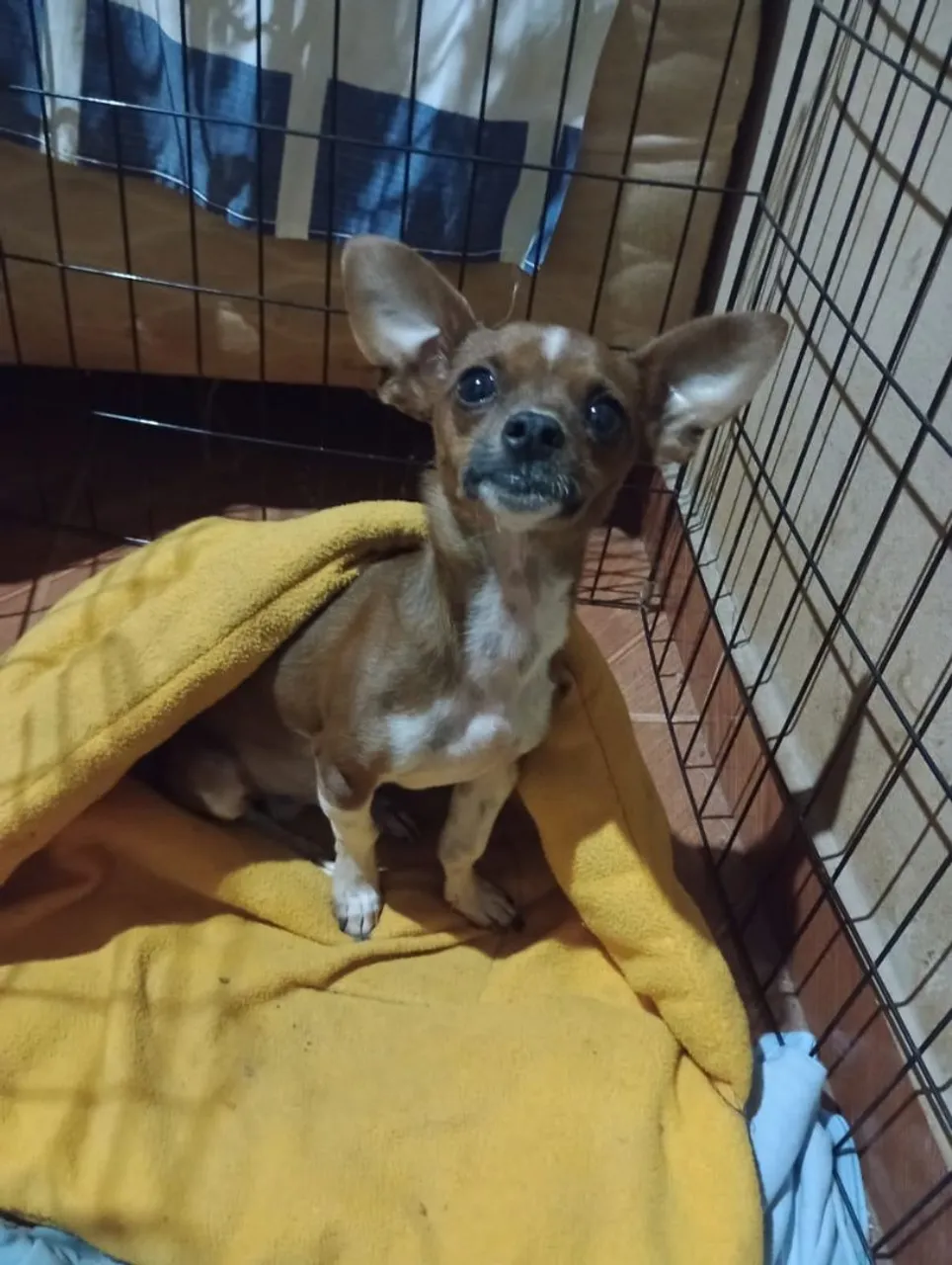 Pinscher macho