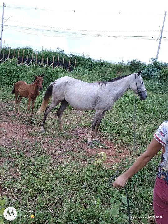 Vendo égua com potro - Foto 2