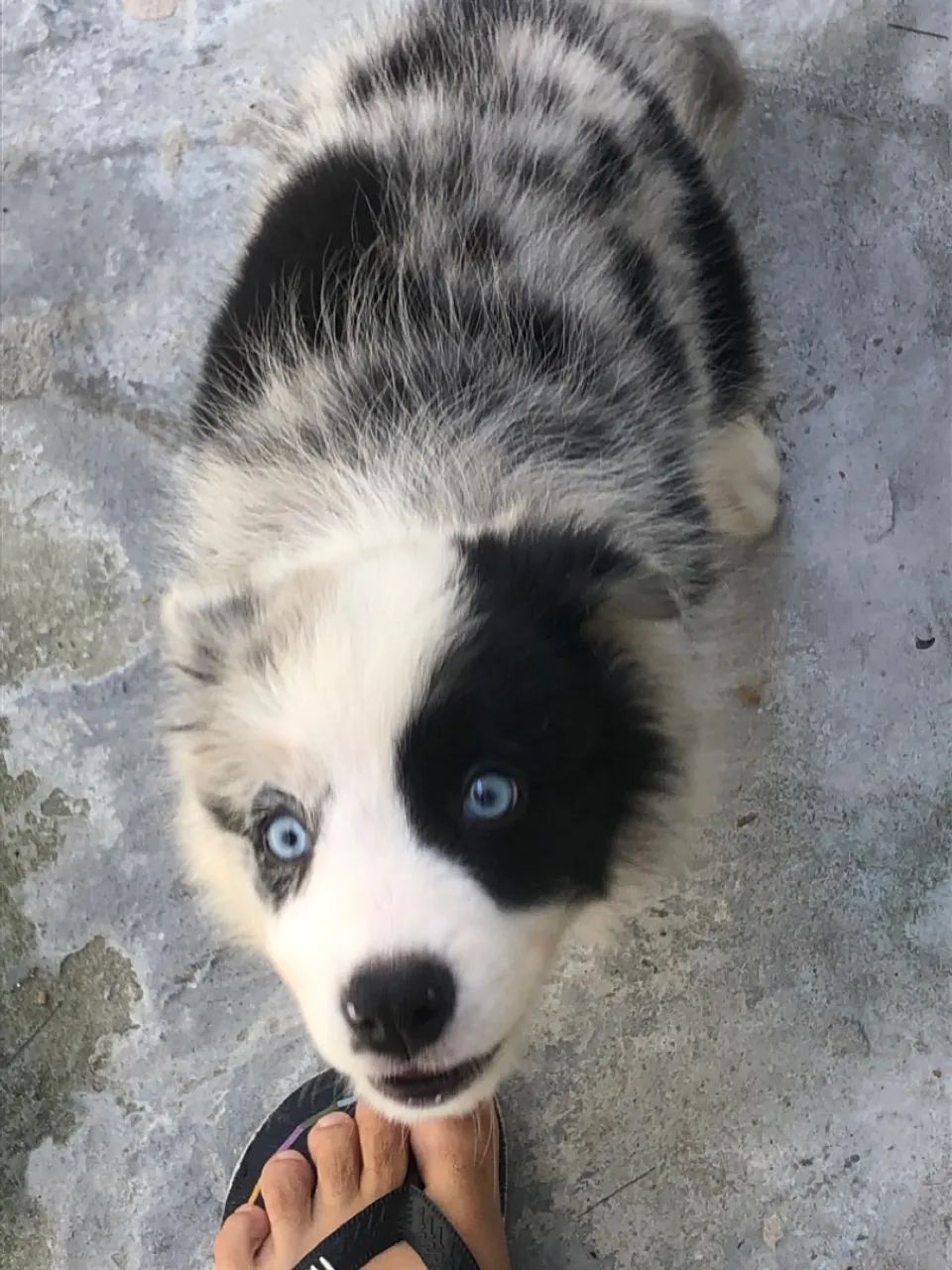 Filhote de Border Collie com olhos azuis - Foto 4