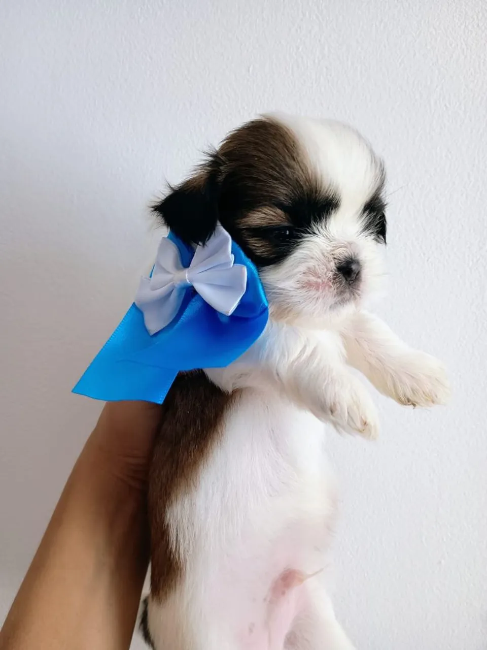 Filhote Shih Tzu Macho - Pelúcia e Fofura!