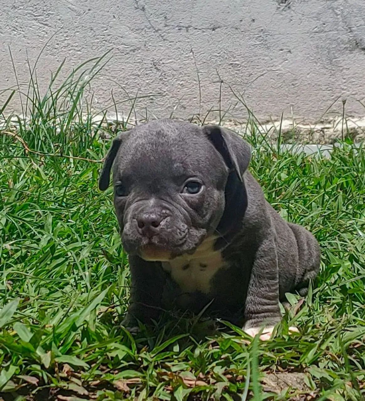 American Bully Filhote Macho Micro COM PEDIGREE  - Foto 2