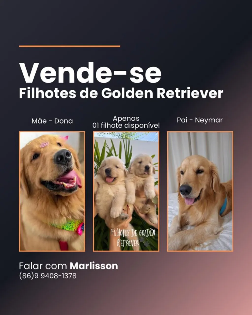 Filhotes de Golden Retriever à Venda
