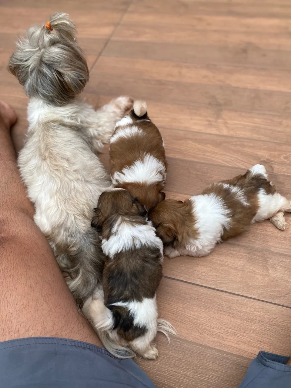 Filhotes ShihTzu