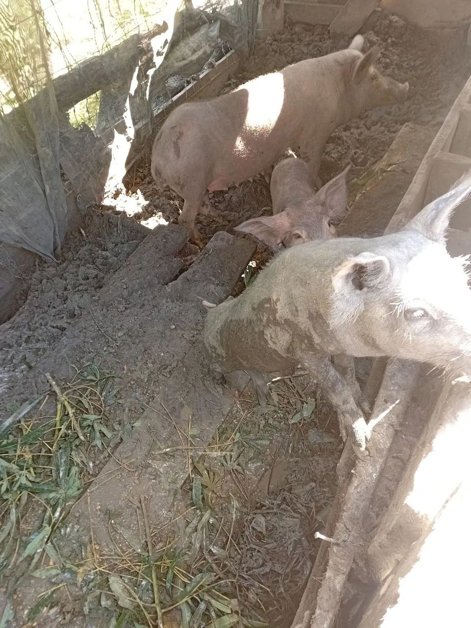 Três porquinhos fofinhos para adoção - Foto 2