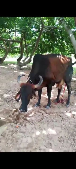 Vaca leiteira com bezerro