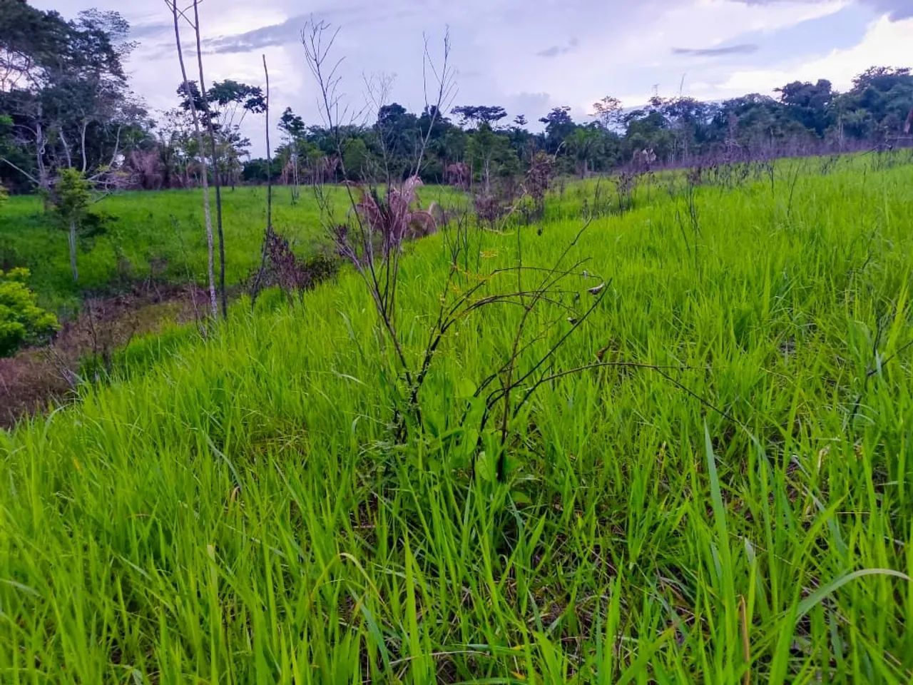 Vende-se colônia em Sena Madureira, 40 hectares, fica perto da cidade apenas 3 km - Foto 2