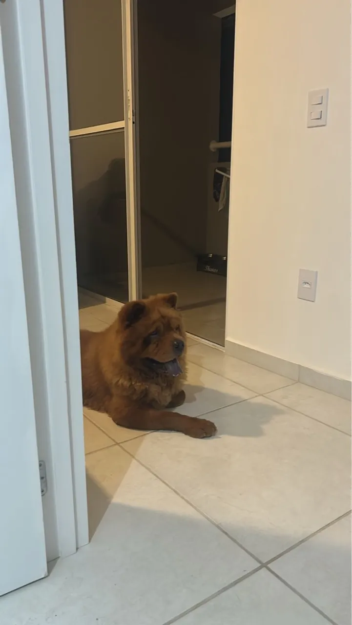 Chow-Chow para adoção