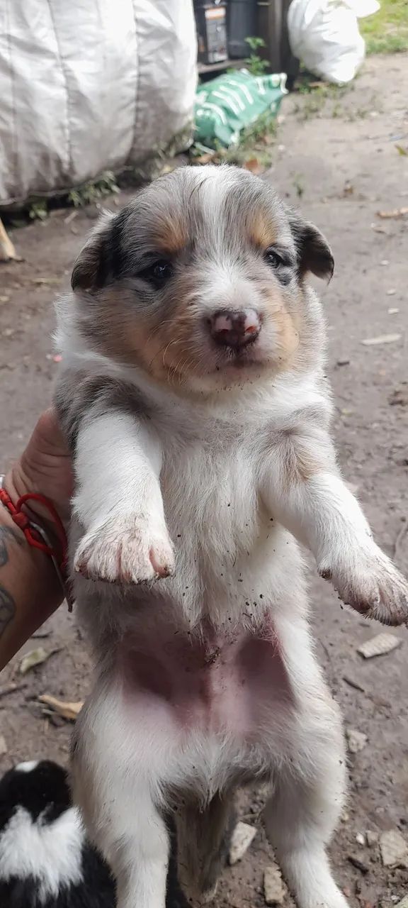 Filhote de border Collie merle