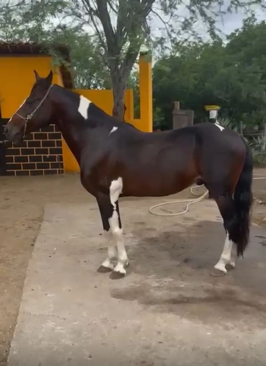 Cavalo mangalarga marchador pampa 