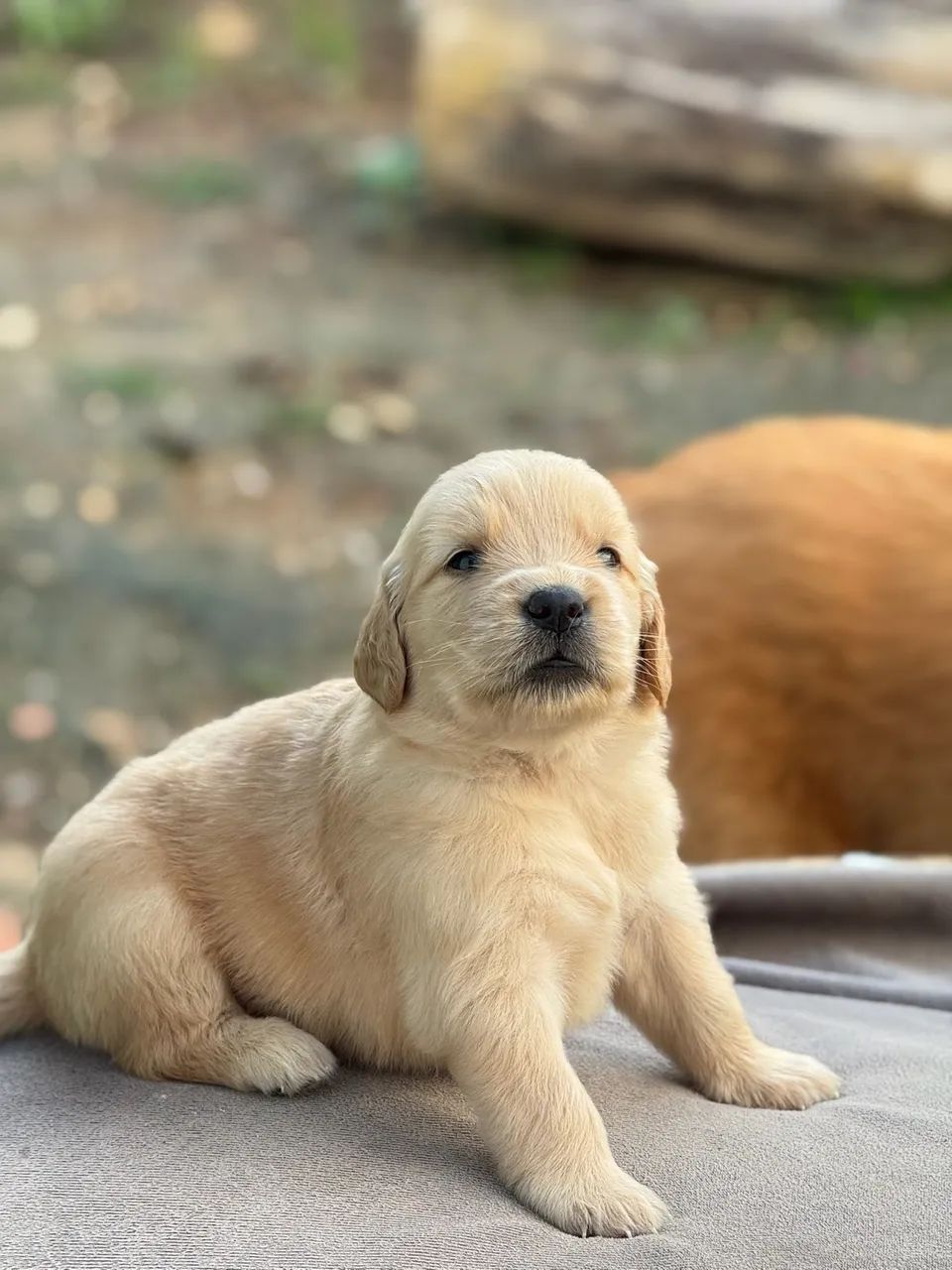 Cachorros em Feira de Santana, Barreiras e região, BA