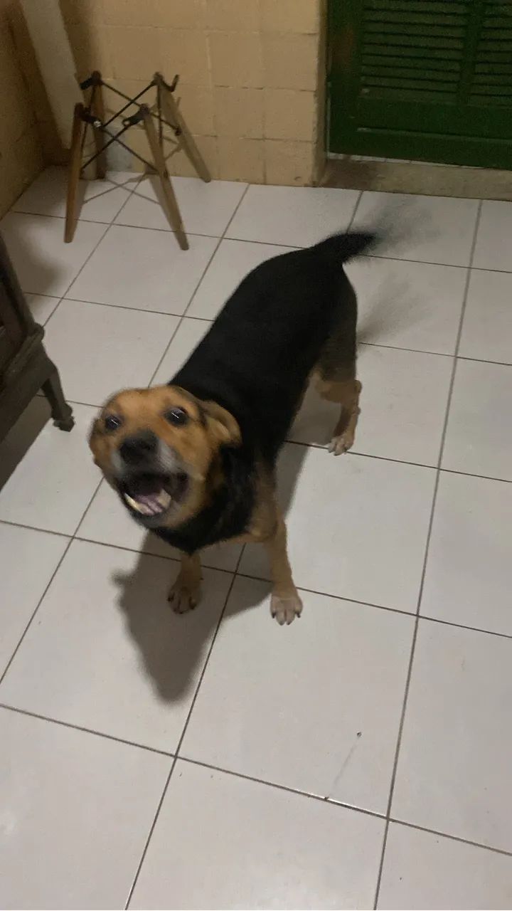 Cão mistura de raça SRD com beagle