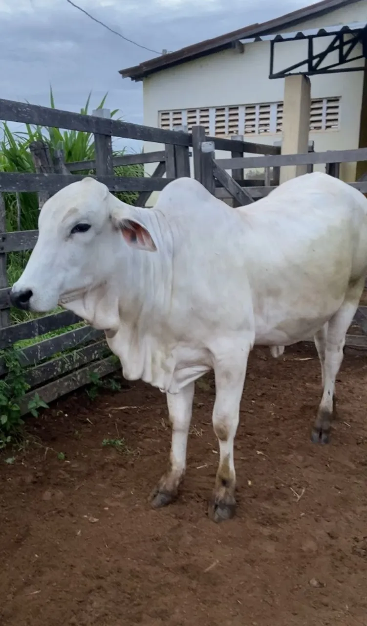 NOVILHA NELORE
