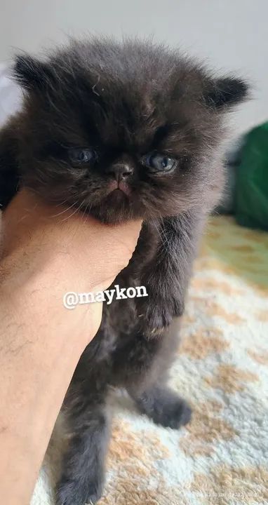 Filhote Persa - Foto 6