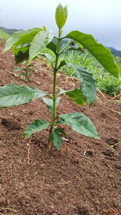 Mudas de café arábica  - Foto 3