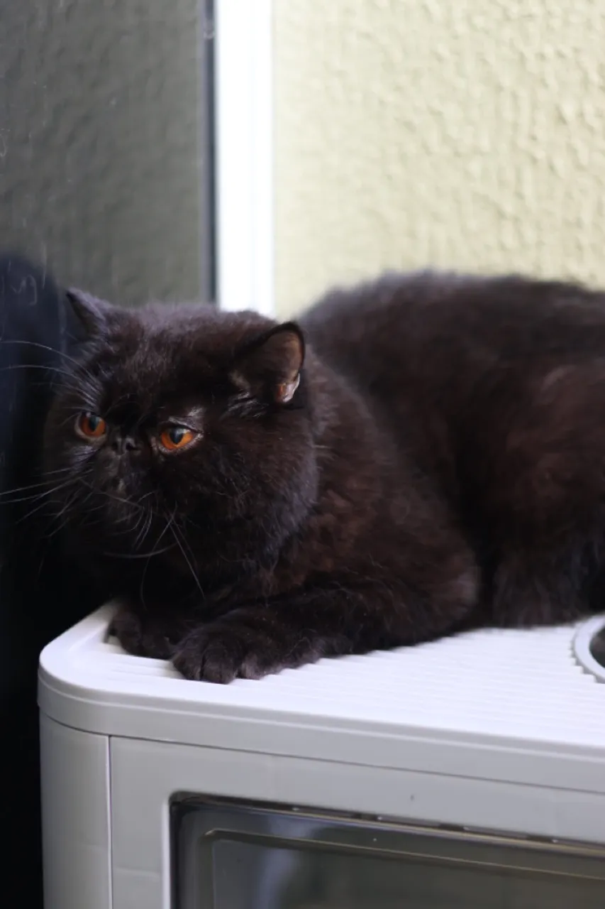 ? Gato Exótico Disponível para Venda - Companheiro Amoroso e Único!