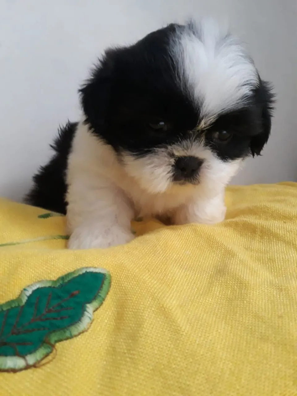 Filhote Shih Tzu disponível para adoção
