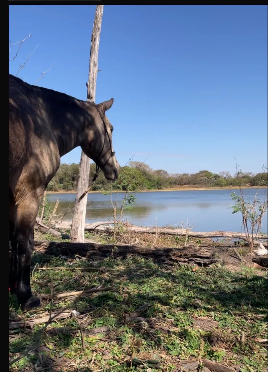 Vende-se  cavalo mangalarga 