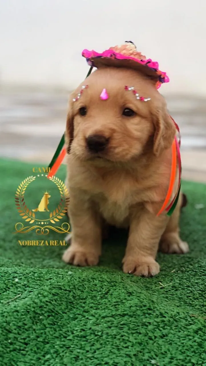 Faz anuncio de "Golden Femea @CanilNobrezaReal"