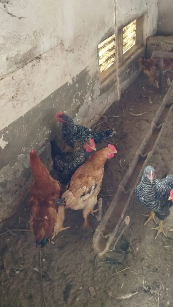 35 reais 65 dias Frangos de engorda Frangas de postura