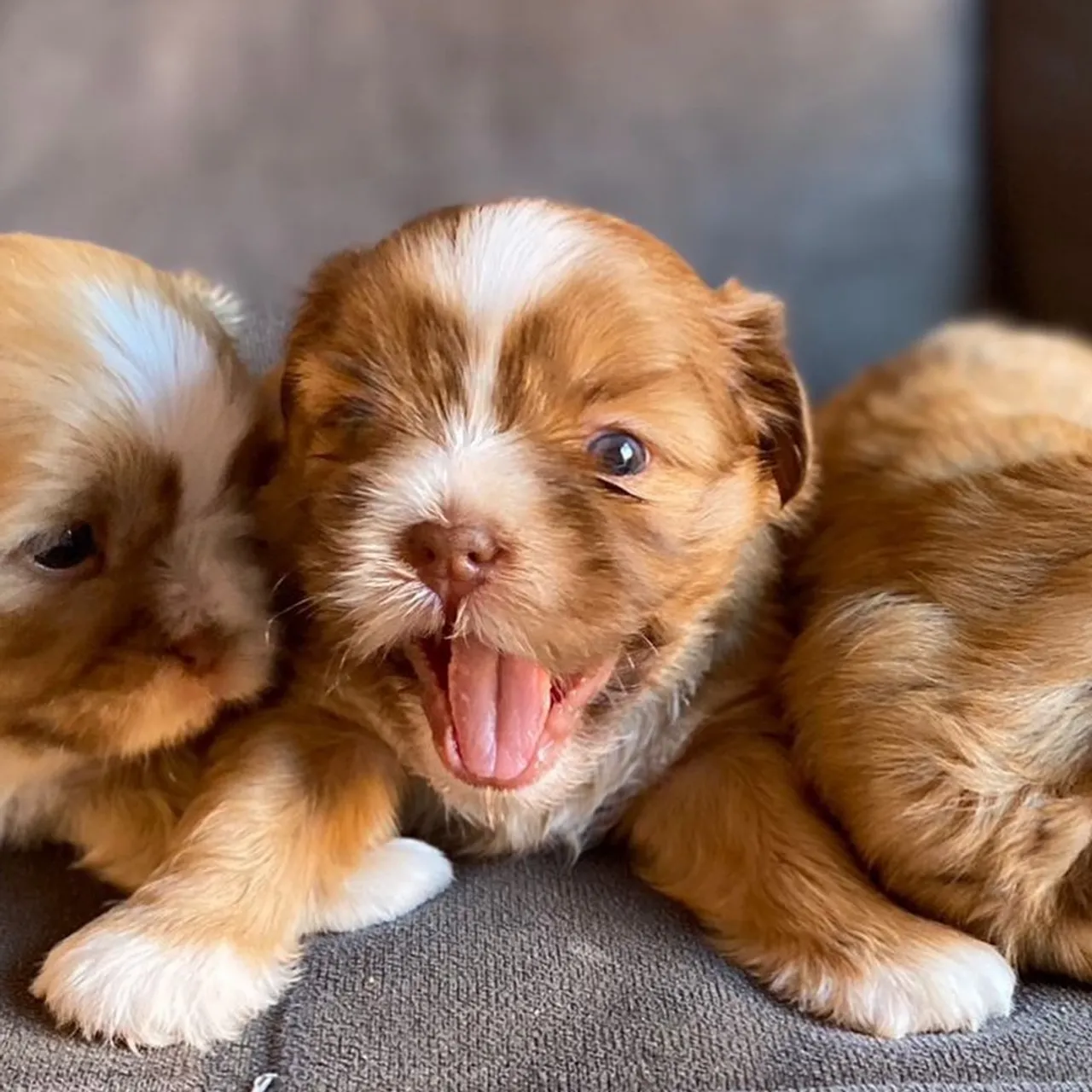Shihtzu fêmea