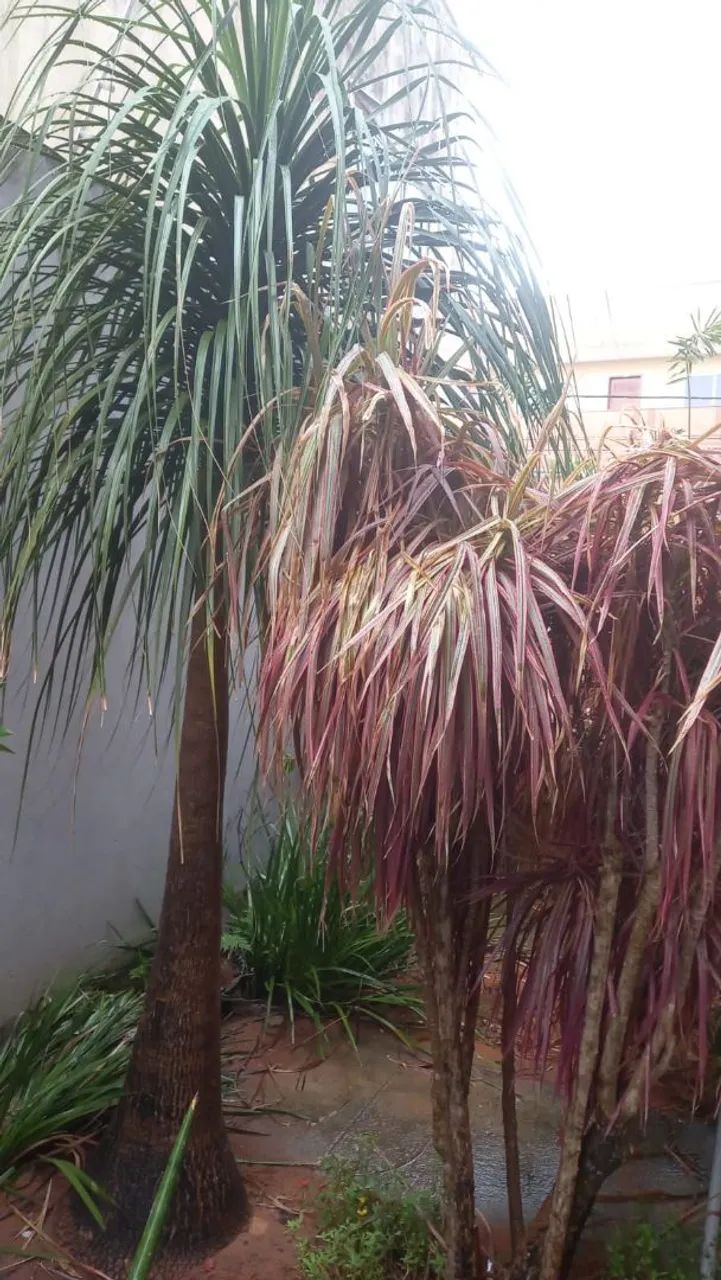 Plantas para jardim pata de elefante com 3 metros era mil  hoje estou vendendo por 500
