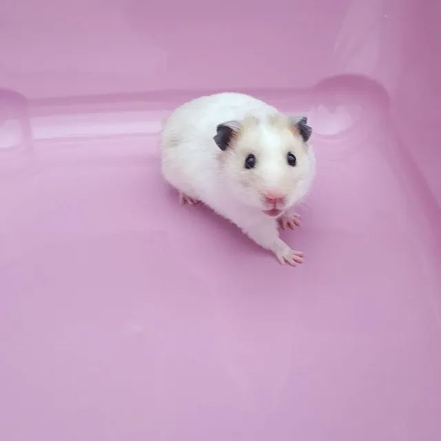 hamster sirio e sirio angora