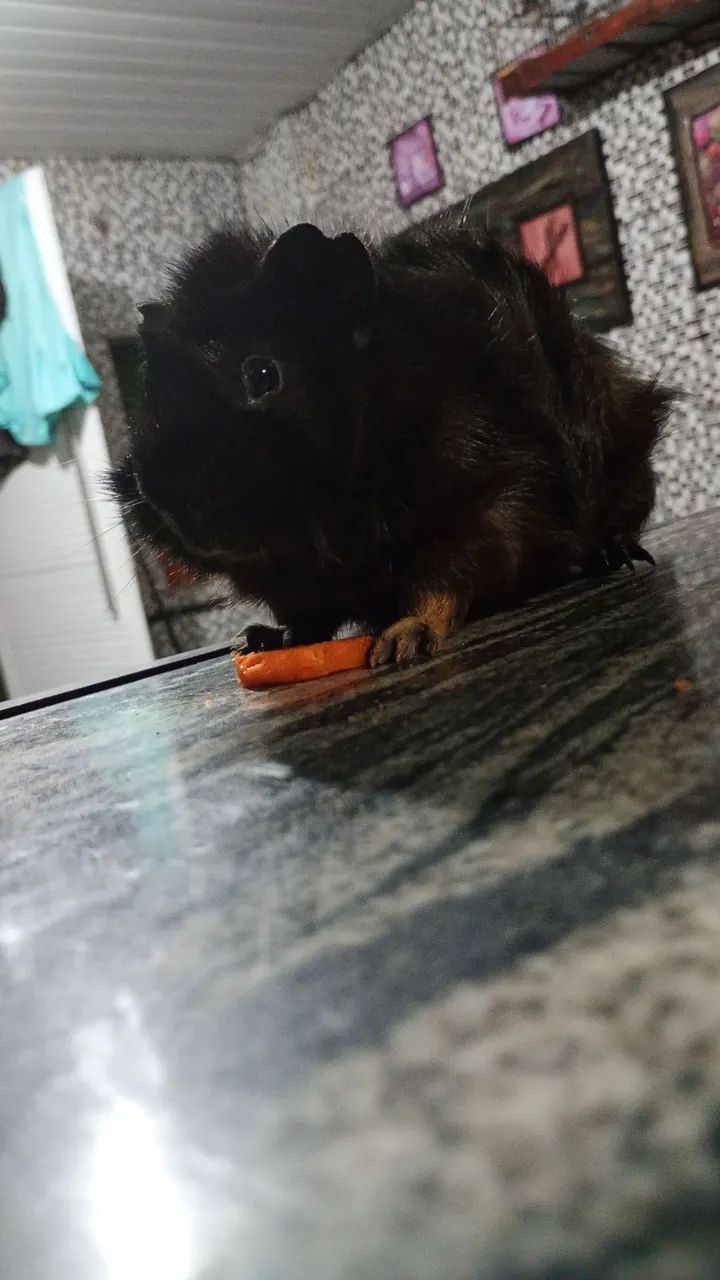 Porquinho da índia - Foto 2