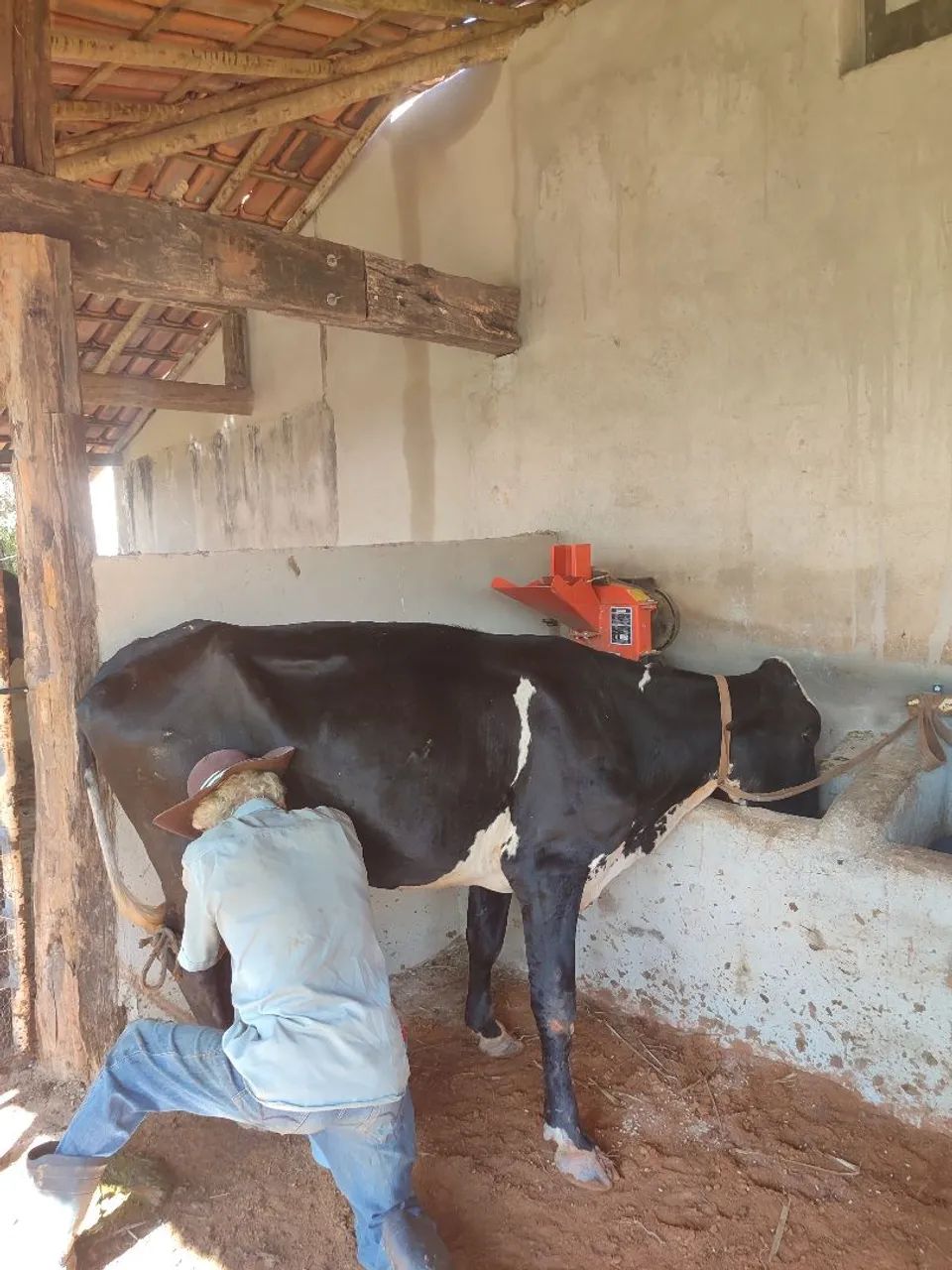 Vendo vacas paridas dando leite  - Foto 4