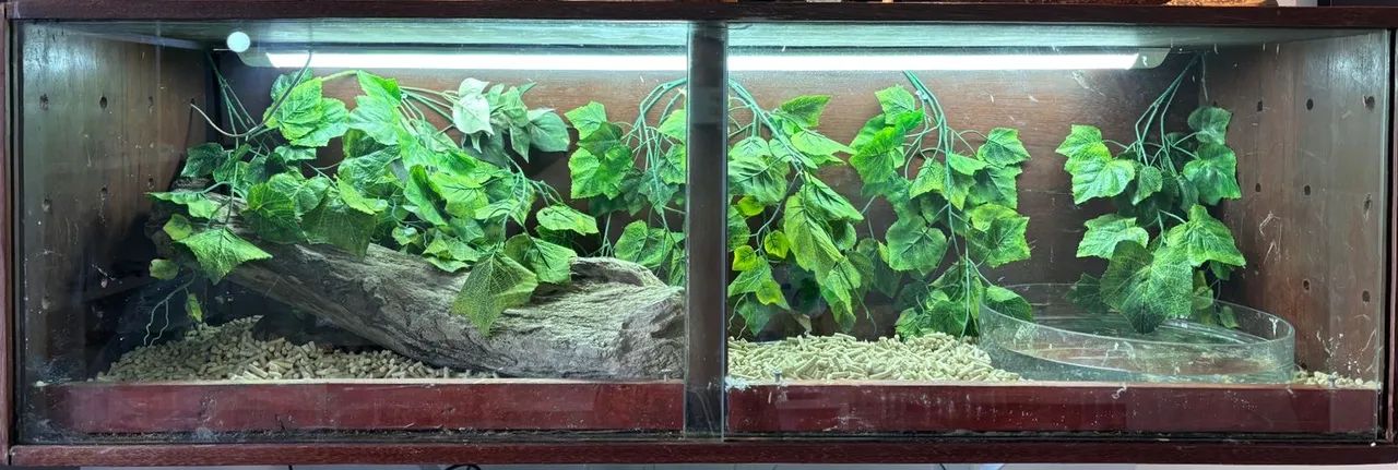 Terrário para répteis