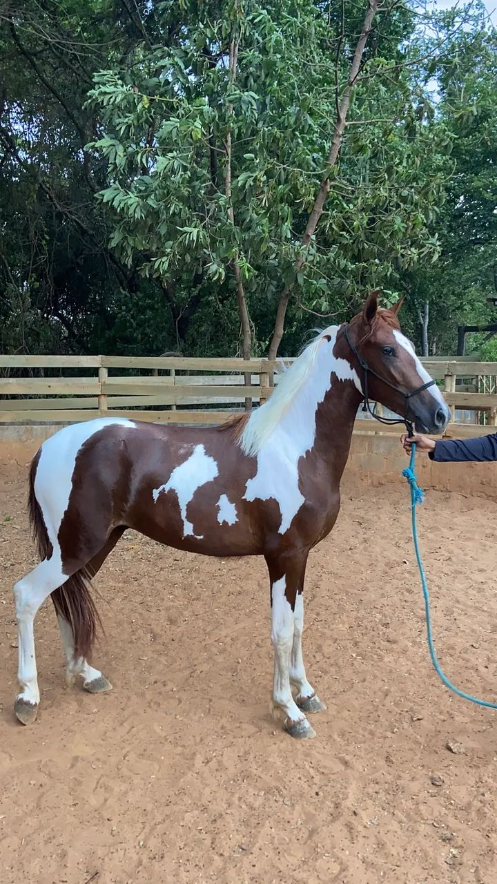 VENDE-SE POTRO PAMPA DE MARCHA PICADA