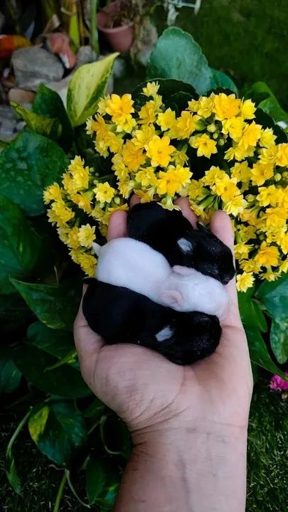 Netherland dwarf linhagem importada coelho anão  - Foto 6