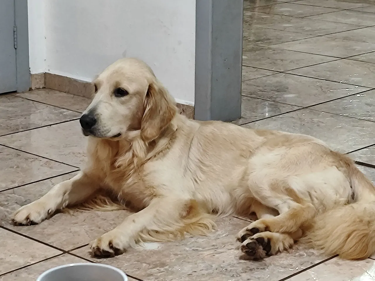 Golden Retriever Filhote