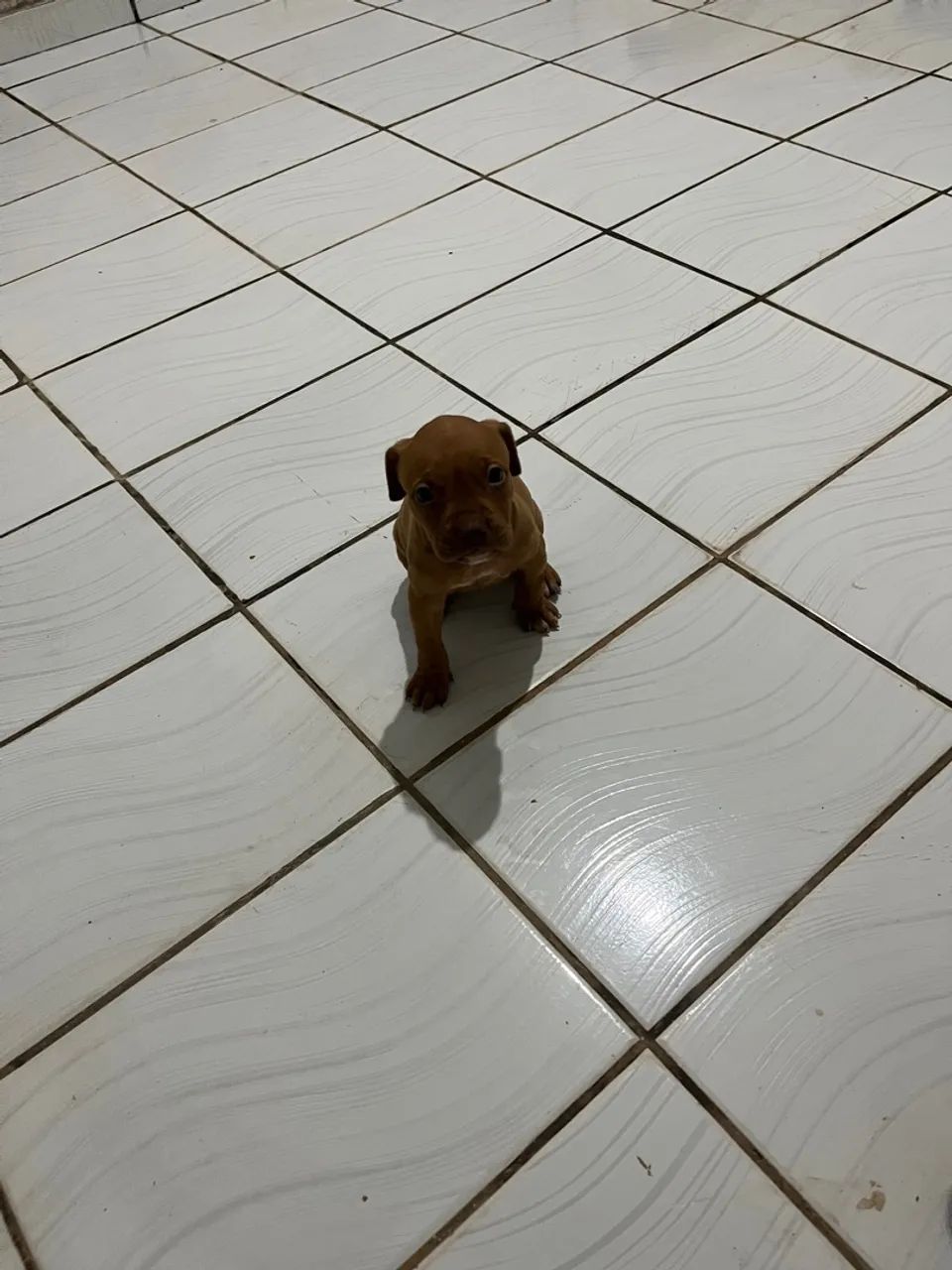 Filhote de Pitbull com pitmoster  - Foto 5