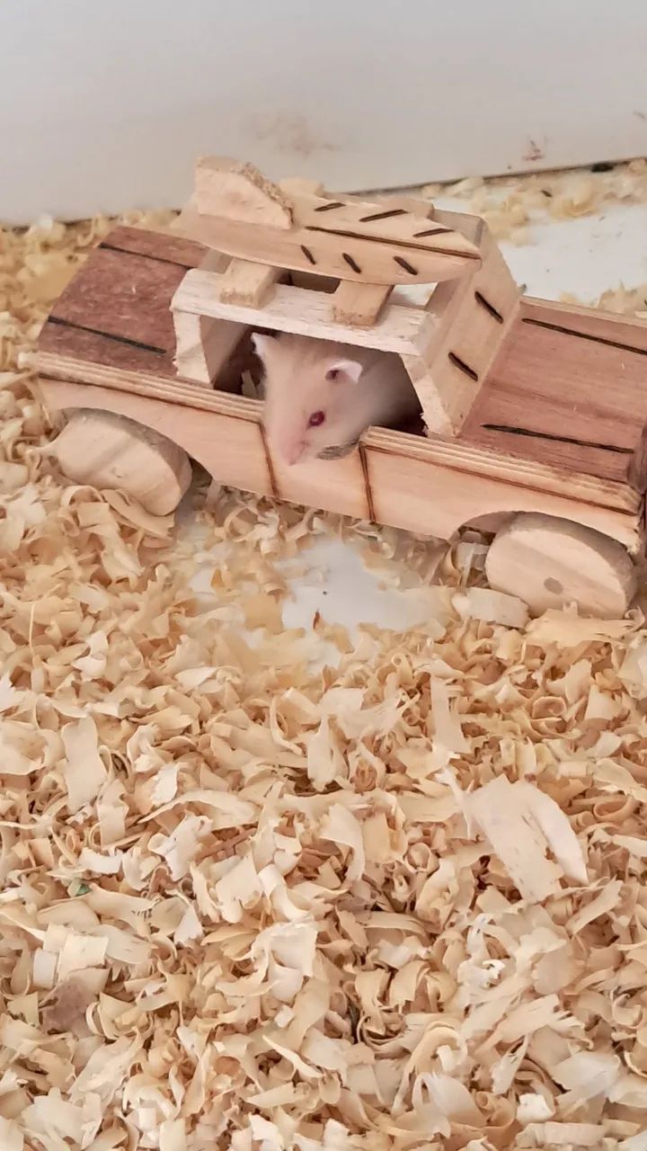 Hamster Anão Russo - Pequeno no Tamanho, Gigante na Fofura!