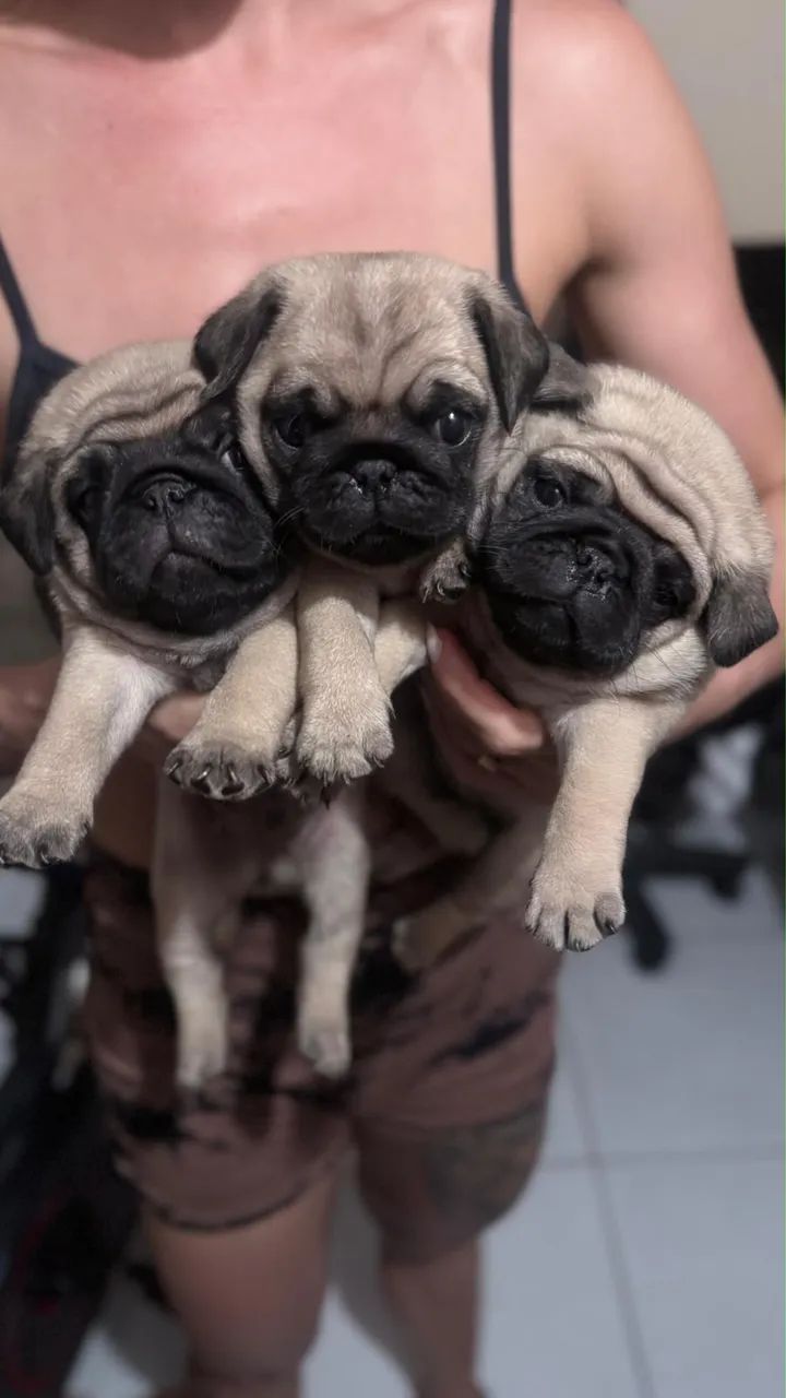 Cachorro  - Foto 4