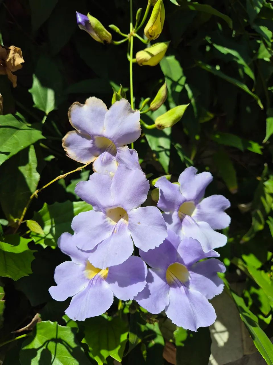 Tumbergia Azul - Foto 2