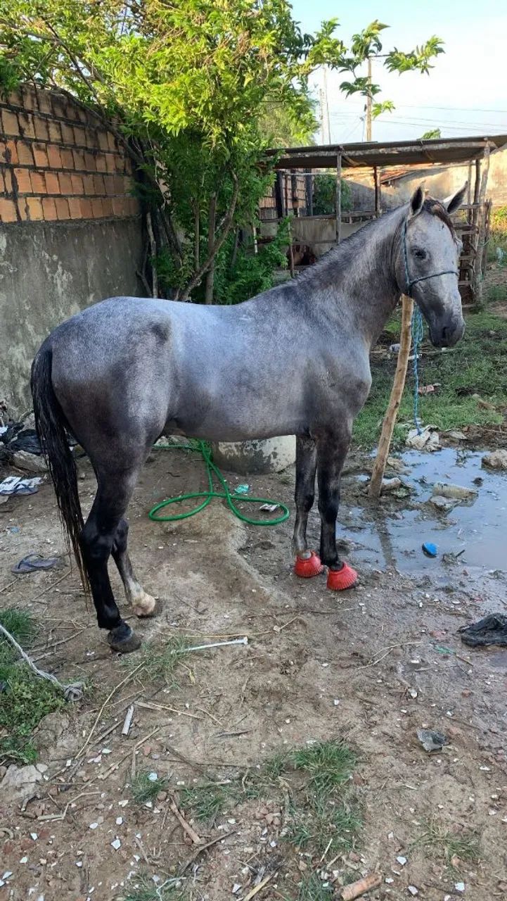 Cavalo bom é barato,pordo de apenas 4 anos,marcha picada bom de verdade  - Foto 4