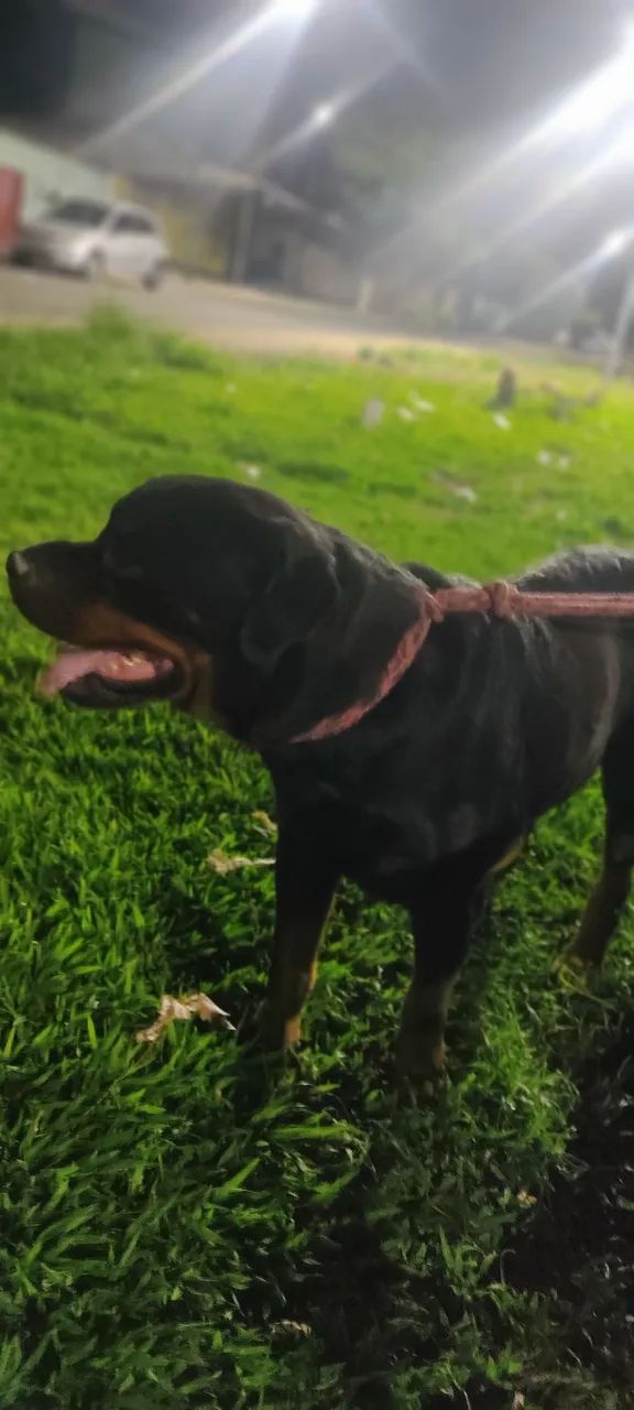 Rottweiler  - Foto 3