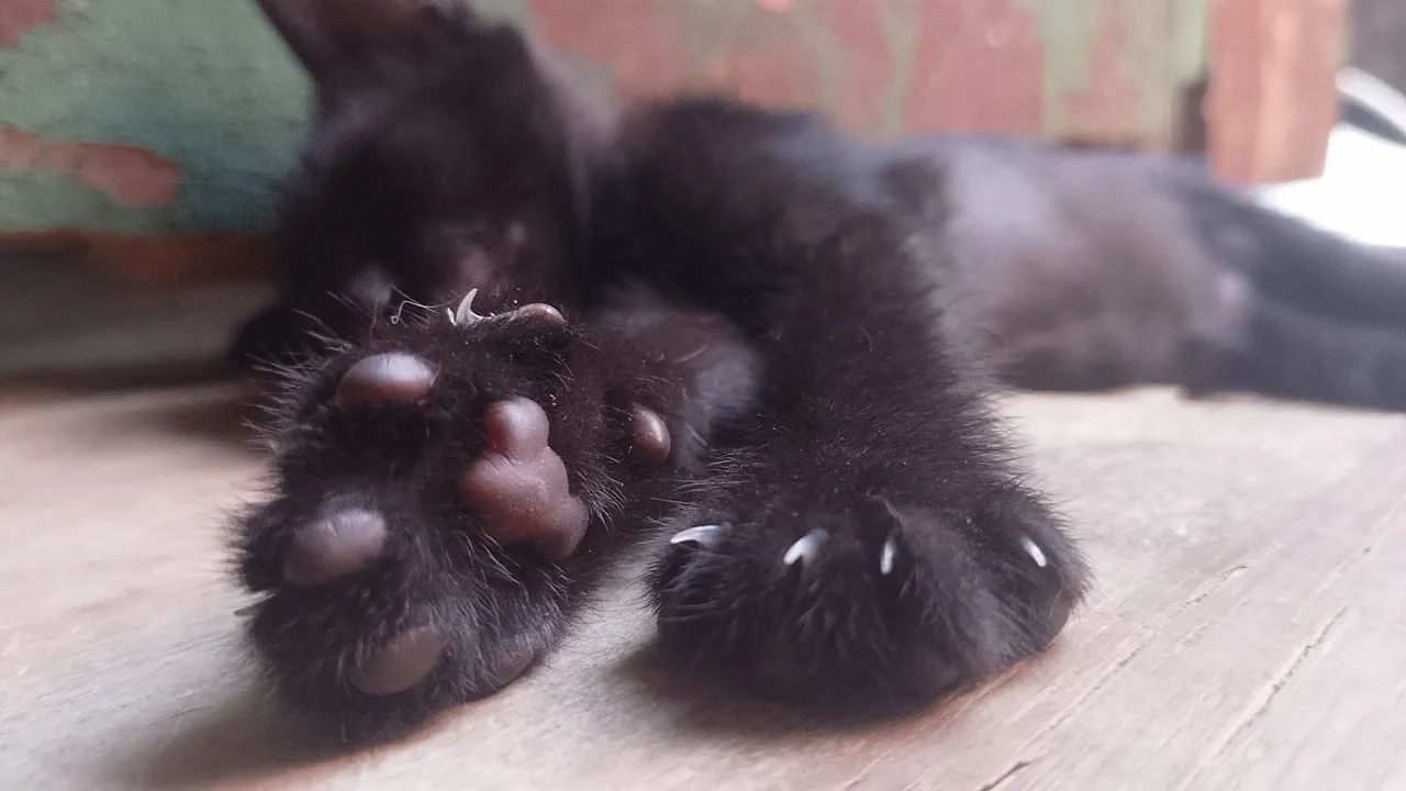 Doação de gatinho