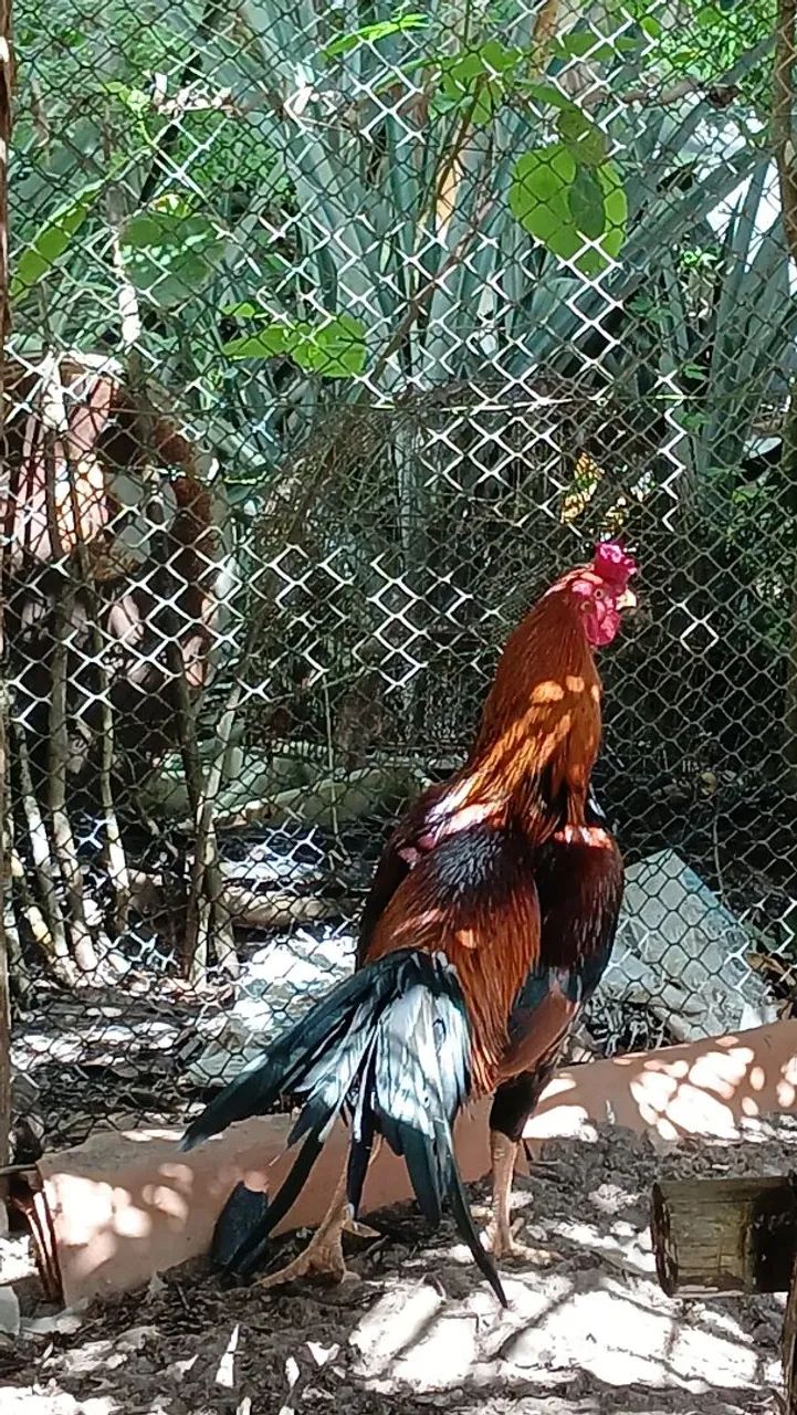 Galo de raça  - Foto 4
