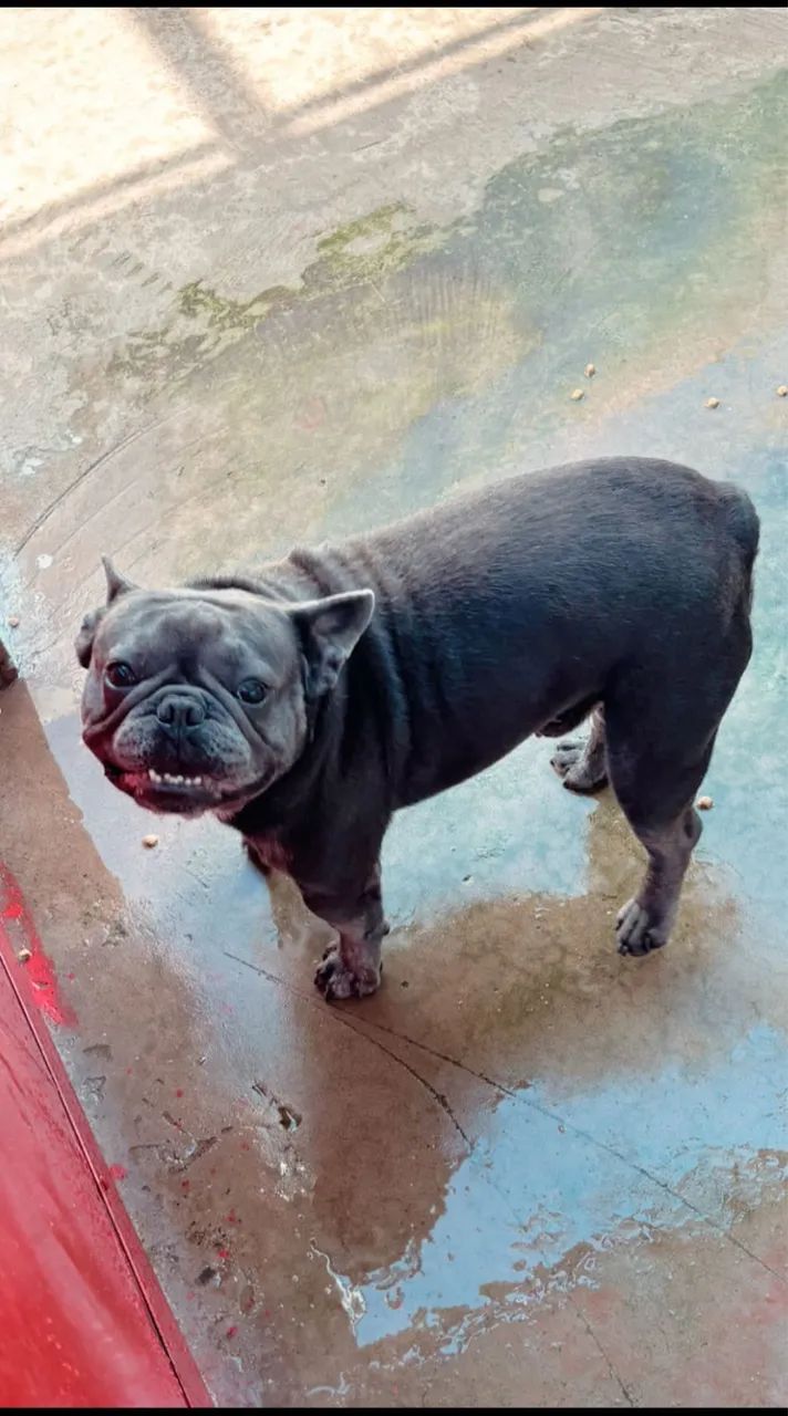 Buldogue francês  - Foto 4
