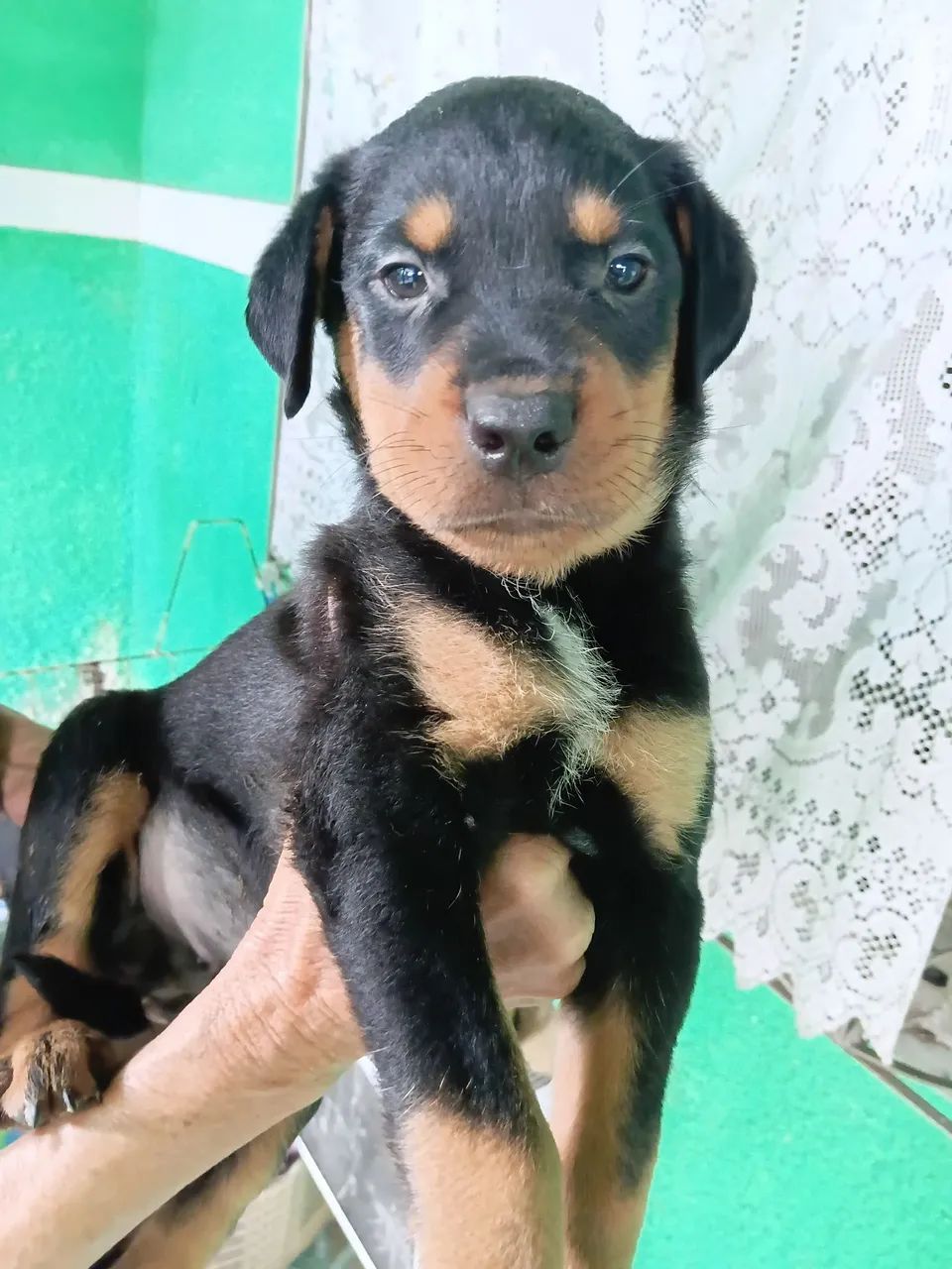 Rottweilers machos 