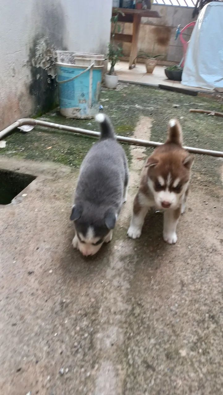 Filhotes de Husky Siberiano - Foto 5