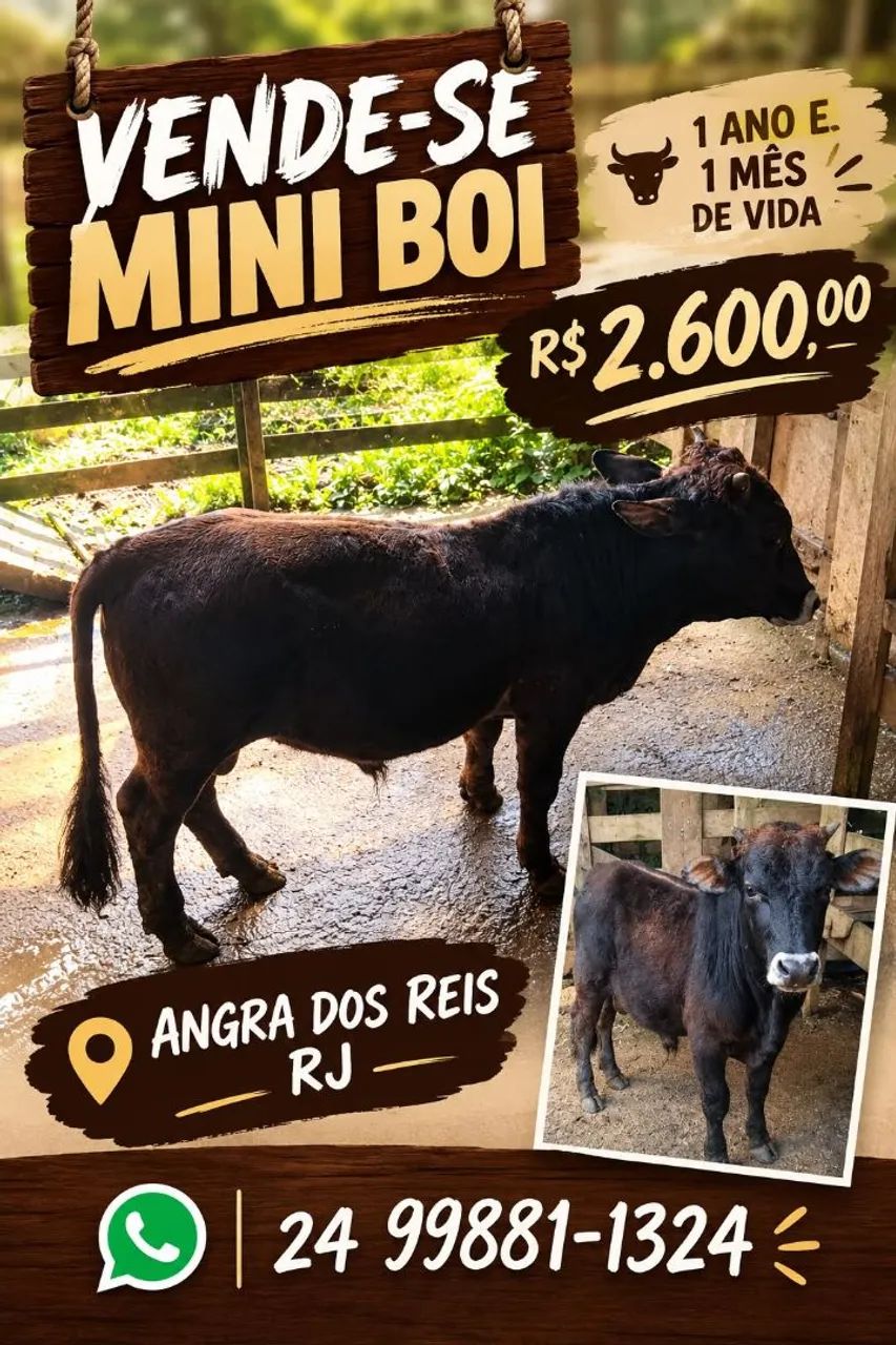 MINI BOI - Foto 2