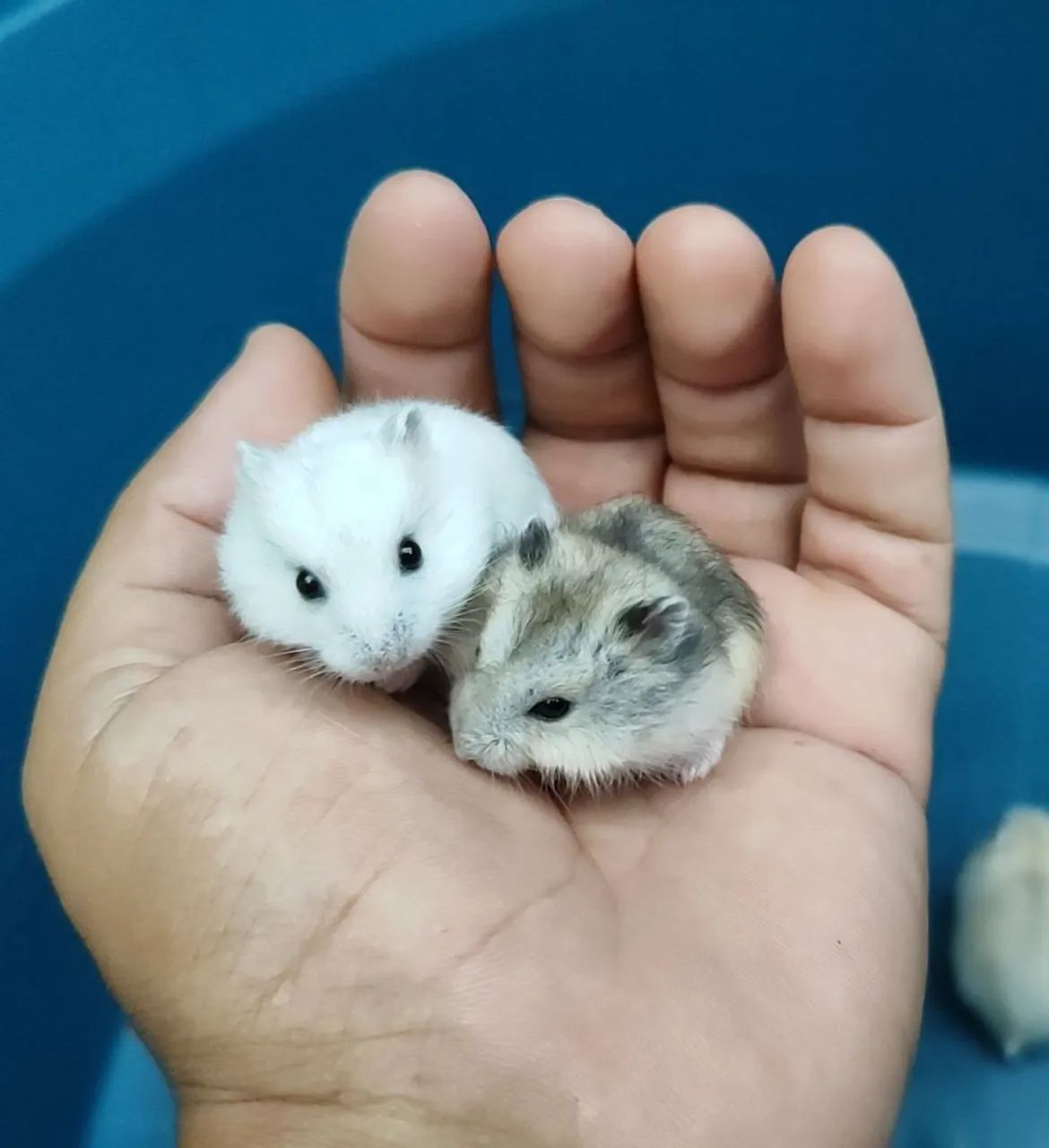 Russian Dwarf Hamster