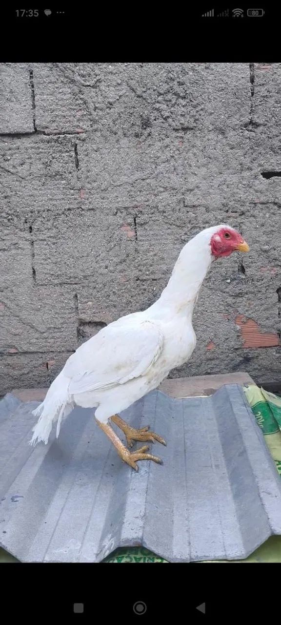 Galinha índia branca - Foto 5