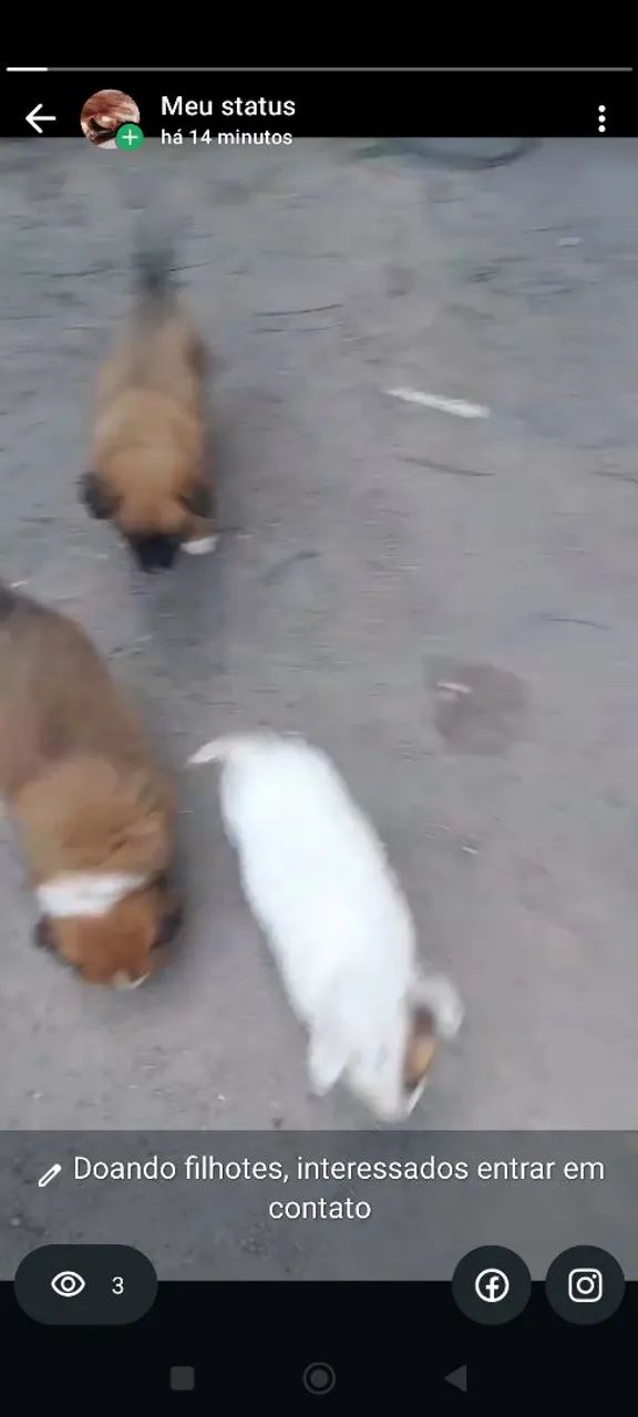 Animais